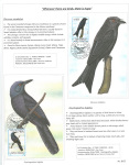 Fahredin-Kastrati-Wherever-there-are-birds-there-is-hope-004