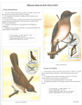 Fahredin-Kastrati-Wherever-there-are-birds-there-is-hope-006