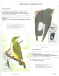 Fahredin-Kastrati-Wherever-there-are-birds-there-is-hope-007