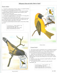 Fahredin-Kastrati-Wherever-there-are-birds-there-is-hope-010