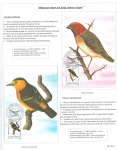 Fahredin-Kastrati-Wherever-there-are-birds-there-is-hope-011