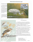 Fahredin-Kastrati-Wherever-there-are-birds-there-is-hope-016