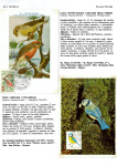 Greppi-Italo-Il-meraviglioso-mondo-degli-uccelli-I-passeriformi-005