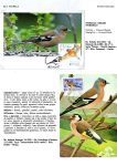 Greppi-Italo-Il-meraviglioso-mondo-degli-uccelli-I-passeriformi-007