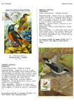Greppi-Italo-Il-meraviglioso-mondo-degli-uccelli-I-passeriformi-010