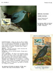 Greppi-Italo-Il-meraviglioso-mondo-degli-uccelli-I-passeriformi-012