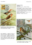 Greppi-Italo-Il-meraviglioso-mondo-degli-uccelli-I-passeriformi-013