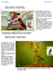 Greppi-Italo-Il-meraviglioso-mondo-degli-uccelli-I-passeriformi-015