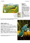 Greppi-Italo-Il-meraviglioso-mondo-degli-uccelli-I-passeriformi-018