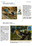 Greppi-Italo-Il-meraviglioso-mondo-degli-uccelli-I-passeriformi-020