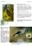 Greppi-Italo-Il-meraviglioso-mondo-degli-uccelli-I-passeriformi-021