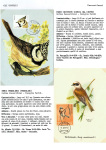 Greppi-Italo-Il-meraviglioso-mondo-degli-uccelli-I-passeriformi-023