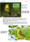 Greppi-Italo-Il-meraviglioso-mondo-degli-uccelli-I-passeriformi-024
