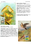 Greppi-Italo-Il-meraviglioso-mondo-degli-uccelli-I-passeriformi-025
