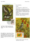 Greppi-Italo-Il-meraviglioso-mondo-degli-uccelli-I-passeriformi-026