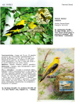 Greppi-Italo-Il-meraviglioso-mondo-degli-uccelli-I-passeriformi-028