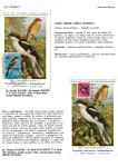 Greppi-Italo-Il-meraviglioso-mondo-degli-uccelli-I-passeriformi-029