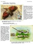 Greppi-Italo-Il-meraviglioso-mondo-degli-uccelli-I-passeriformi-031