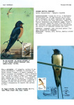 Greppi-Italo-Il-meraviglioso-mondo-degli-uccelli-I-passeriformi-033