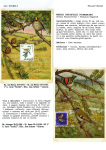 Greppi-Italo-Il-meraviglioso-mondo-degli-uccelli-I-passeriformi-034