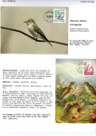 Greppi-Italo-Il-meraviglioso-mondo-degli-uccelli-I-passeriformi-035